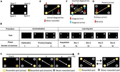 Impact of Intestinal Microbiota on Cognitive Flexibility by a Novel Touch Screen Operant System Task in Mice